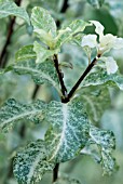 PITTOSPORUM TENIFOLIUM IRENE PATERSON