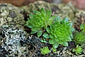 SEDUM GROWING IN TUFA ROCK