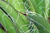 AGAVE PARVIFLORA