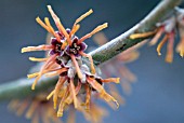 HAMAMELIS MOLLIS ROCHESTER