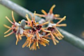 HAMAMELIS MOLLIS ROCHESTER