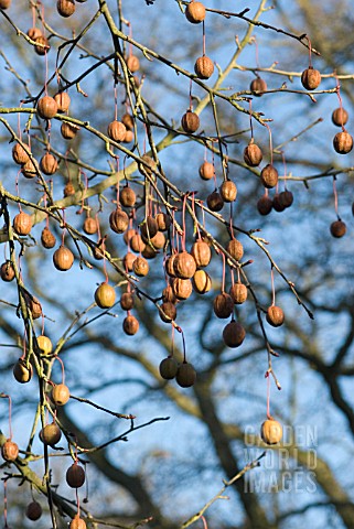 DAVIDIA_INVOLUCRATA_VAR_VILMORIANA