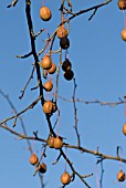 DAVIDIA INVOLUCRATA VAR. VILMORIANA