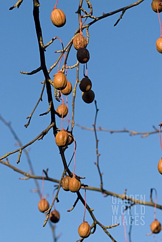 DAVIDIA_INVOLUCRATA_VAR_VILMORIANA