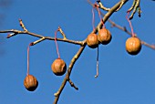 DAVIDIA INVOLUCRATA VAR. VILMORIANA