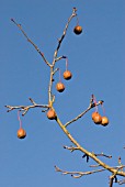 DAVIDIA INVOLUCRATA VAR. VILMORIANA