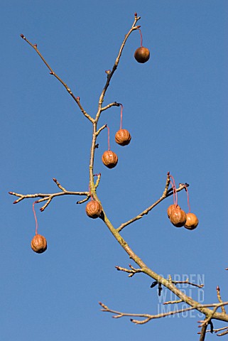 DAVIDIA_INVOLUCRATA_VAR_VILMORIANA