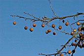 DAVIDIA INVOLUCRATA VAR. VILMORIANA