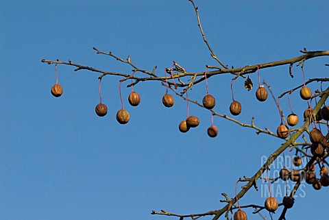 DAVIDIA_INVOLUCRATA_VAR_VILMORIANA