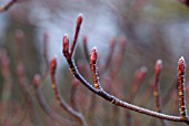 CORNUS CONTROVERSA BUDS WITH HOAR FROST