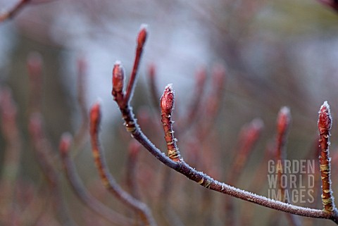 CORNUS_CONTROVERSA_BUDS_WITH_HOAR_FROST