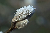 HOAR FROST ON MAGNOLIA BUD