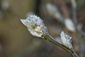 HOAR FROST ON MAGNOLIA BUD