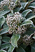 HOAR FROST ON VIBURNUM TINUS