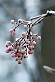 SORBUS BERRIES WITH HOAR FROST