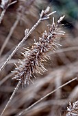 HOAR FROST ON PENNISETUM ALOPECURIOIDES WOODSIDE