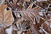VARIETIES OF AUTUMN LEAVES WITH HOAR FROST COATING