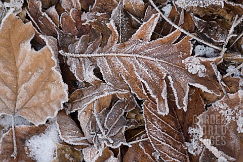 VARIETIES_OF_AUTUMN_LEAVES_WITH_HOAR_FROST_COATING