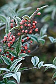 HOAR FROST ON NANDINA DOMESTICA