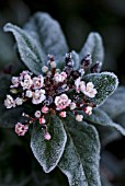 HOAR FROST ON VIBURNUM TINUS EVE PRICE