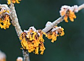 HAMAMELIS X INTERMEDIA ORANGE PEEL WITH FROST