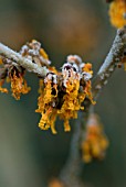 HAMAMELIS X INTERMEDIA ORANGE PEEL