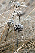 MOLINA GRASS WITH PHLOMIS SEEDHEADS