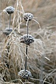 PHLOMIS SEEDHEADS WITH MOLINA GRASS IN FROST