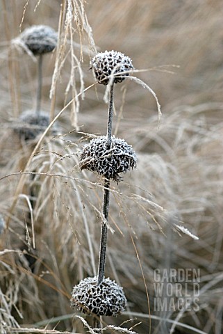 PHLOMIS_SEEDHEADS_WITH_MOLINA_GRASS_IN_FROST