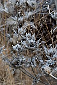 HOAR FROST ON ERYNGIUM