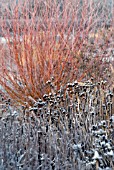 HOAR FROST ON BORDER PLANTING FOR WINTER INTEREST