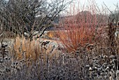 COMBINATION OF PLANTS IN A WINTER BORDER - RHS WISLEY