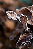 HOAR FROST ON BEECH AUTUMN LEAVES