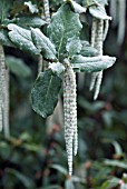 GARRYA ELLIPTICA JAMES ROOF