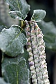 GARRYA ELLIPTICA JAMES ROOF