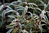 SARCOCOCCA HOOKERIANA VAR DIGYNA