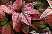 NANDINA DOMESTICA FIRE POWER