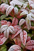 NANDINA DOMESTICA FIRE POWER