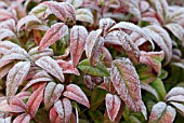 NANDINA DOMESTICA FIRE POWER