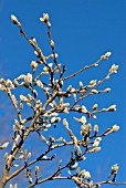 MAGNOLIA BUDS IN WINTER SUNLIGHT