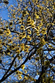 HAMAMELIS MOLLIS