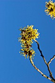 HAMAMELIS MOLLIS