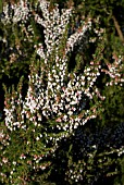 ERICA ARBOREA