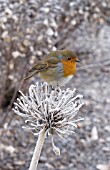 ROBIN ON FROSTY AGAPANTHUS SEEDHEAD