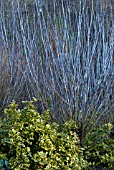 SALIX IRRORATA WITH EUONYMUS FORTUNEI EMERALDN GOLD