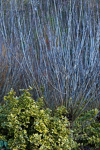 SALIX_IRRORATA_WITH_EUONYMUS_FORTUNEI_EMERALDN_GOLD