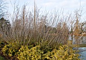 SALIX IRRORATA WITH EUONYMUS FORTUNEI