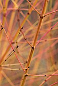 CORNUS SANGUINEA MIDWINTER FIRE