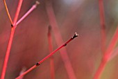 CORNUS SANGUINEA MIDWINTER FIRE