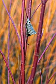 CORNUS STOLONIFERA BAILEYI